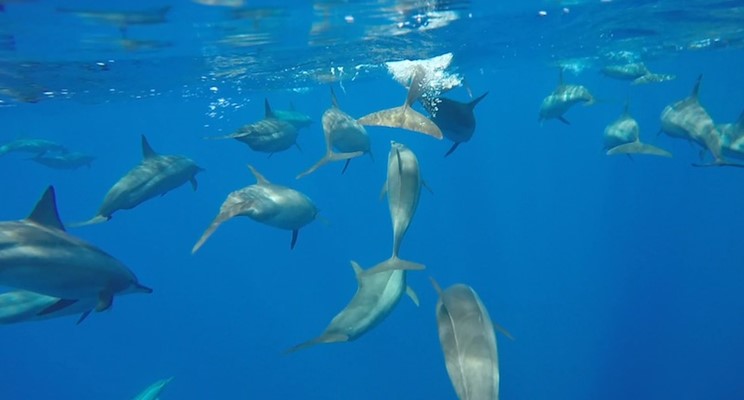 Dolphins at Shaab Sharm by Sarah
