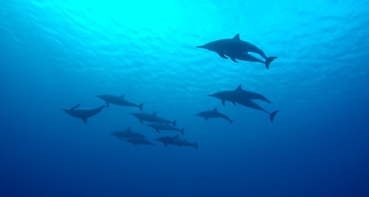 Spinner Dolphins at Marsa Shagra House Reef by Sarah