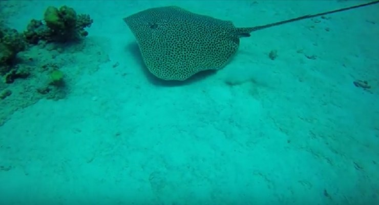 Leopard Ray at Shabrour North 
