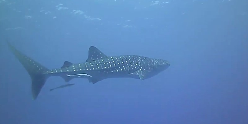 Whale Shark at Nemo City