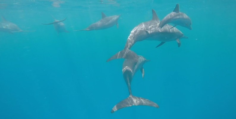 Dolphins at Marsa Shagra House Reef