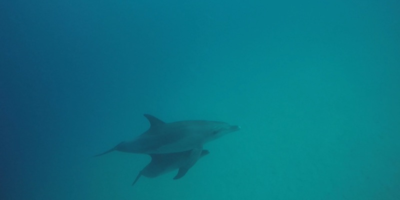 Two Bottlenose Dolphins at Marsa Shagra House Reef by Sherif Darwish