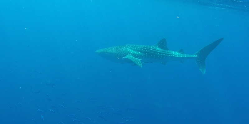 Whale Shark at Marsa Shagra House Reef by Michael