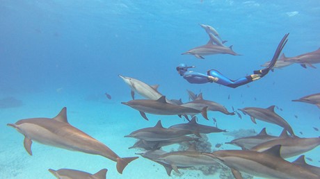 Red Sea Diving Safari - Marsa Alam - Plongée en apnée