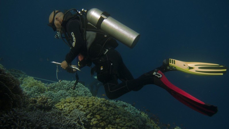 reef check eco diver at red sea diving safari