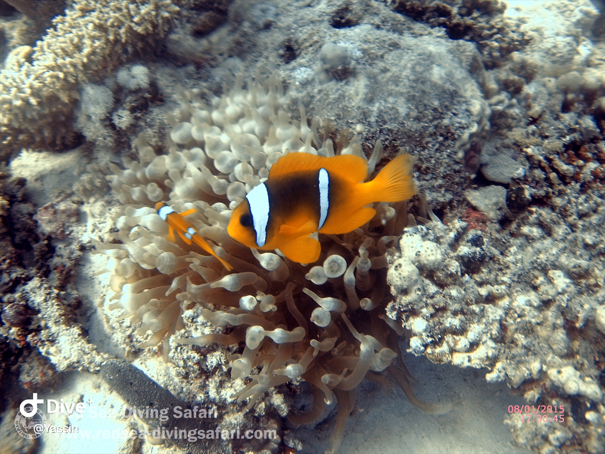 doctor fish, Marsa Alam, Egypt, KCN Berlin