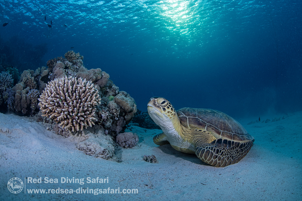 Sea Diving - Alam - Photo