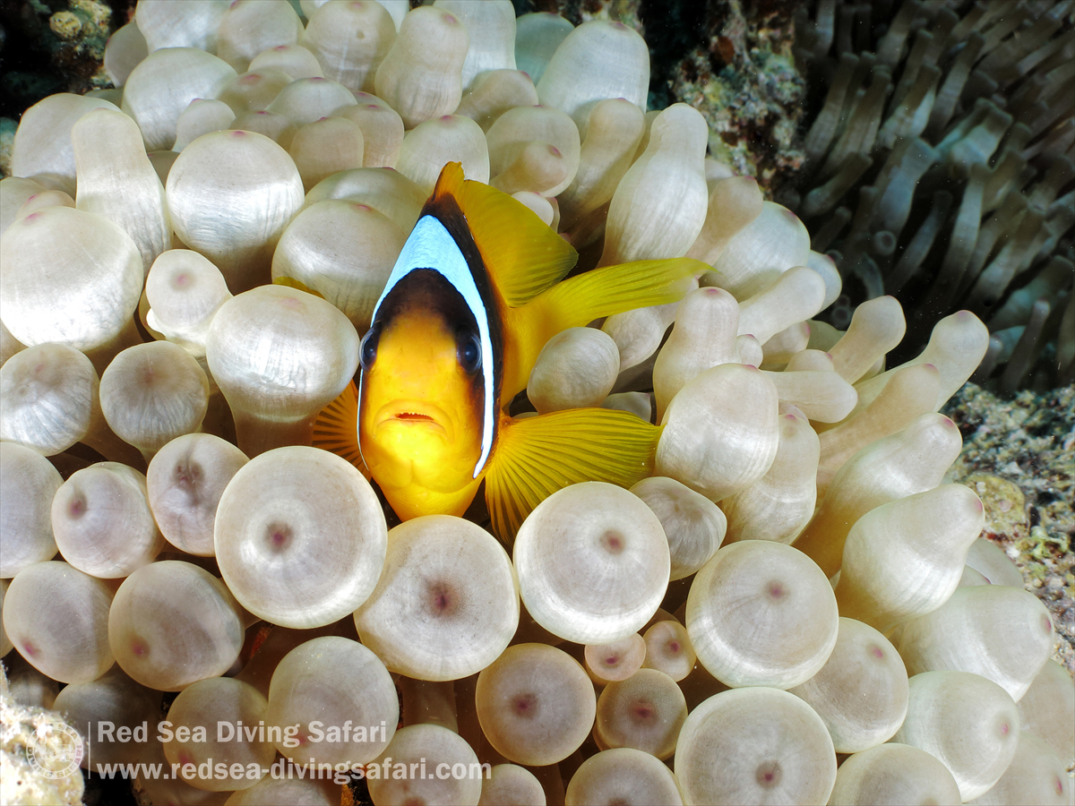 doctor fish, Marsa Alam, Egypt, KCN Berlin