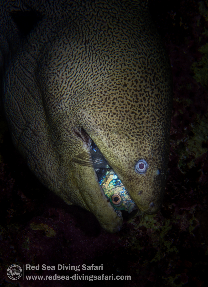 Moray and Damsel