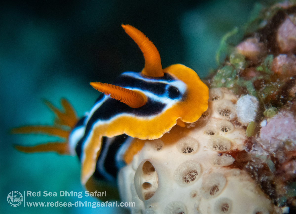 nudi climbing a coral